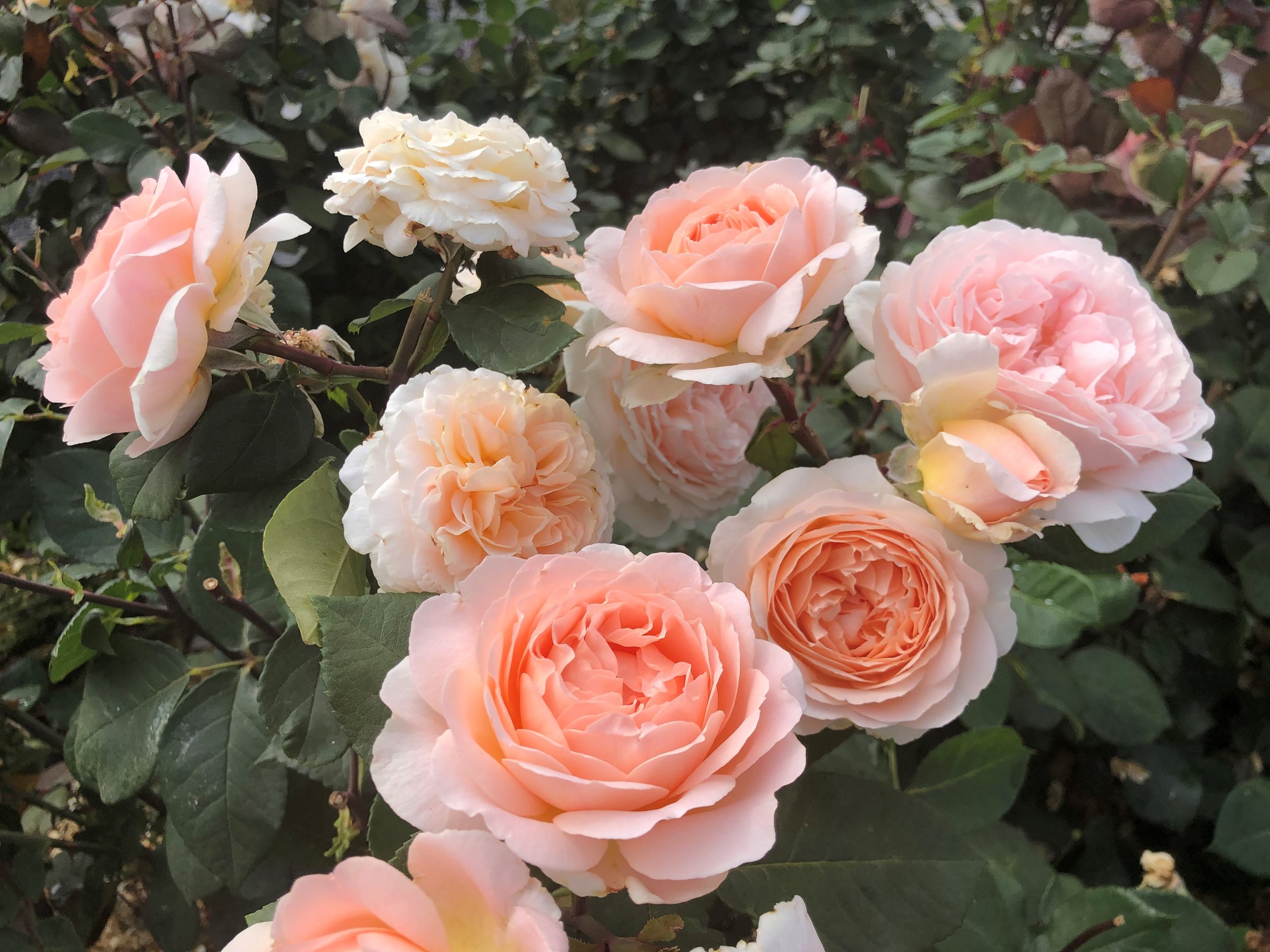 roseページ/8 Living Easy — Select Roses